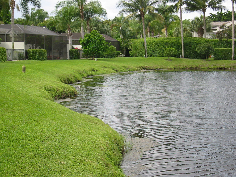 Palm-lined residential pond bank at Boca West before lake bank restoration