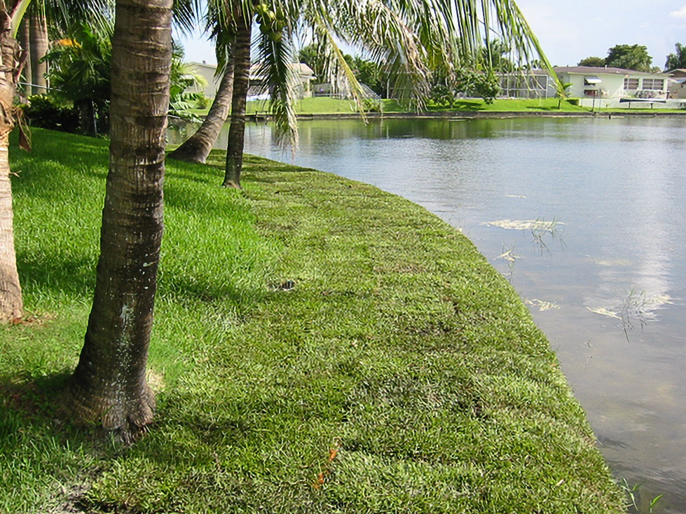 Restored palm-lined lake bank at a Pembroke Pines residence after shoreline stabilization