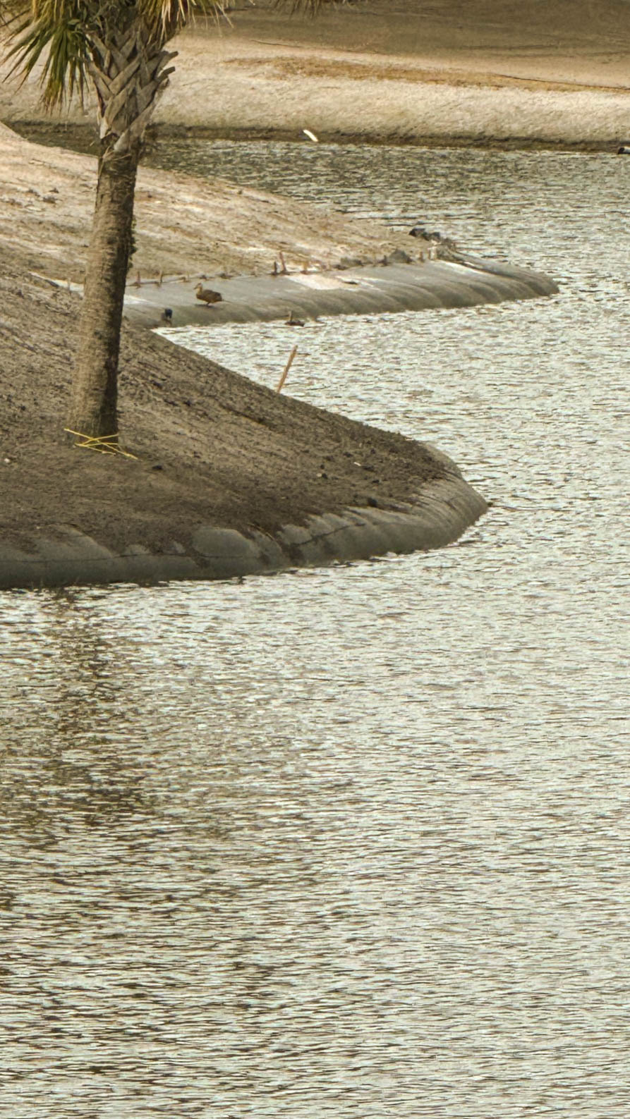 The Villages sandy shoreline with palm tree along a freshly graded water edge during restoration