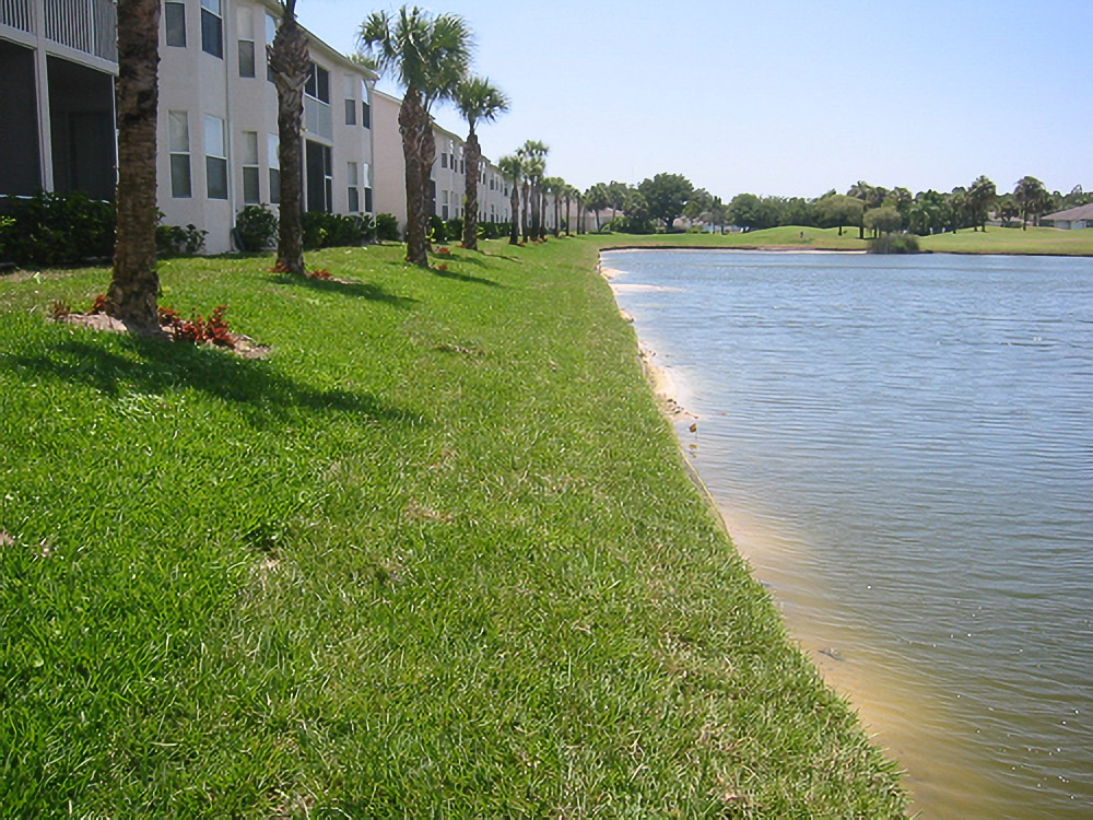 Restored palm-lined pond bank at The Villages condos after shoreline stabilization