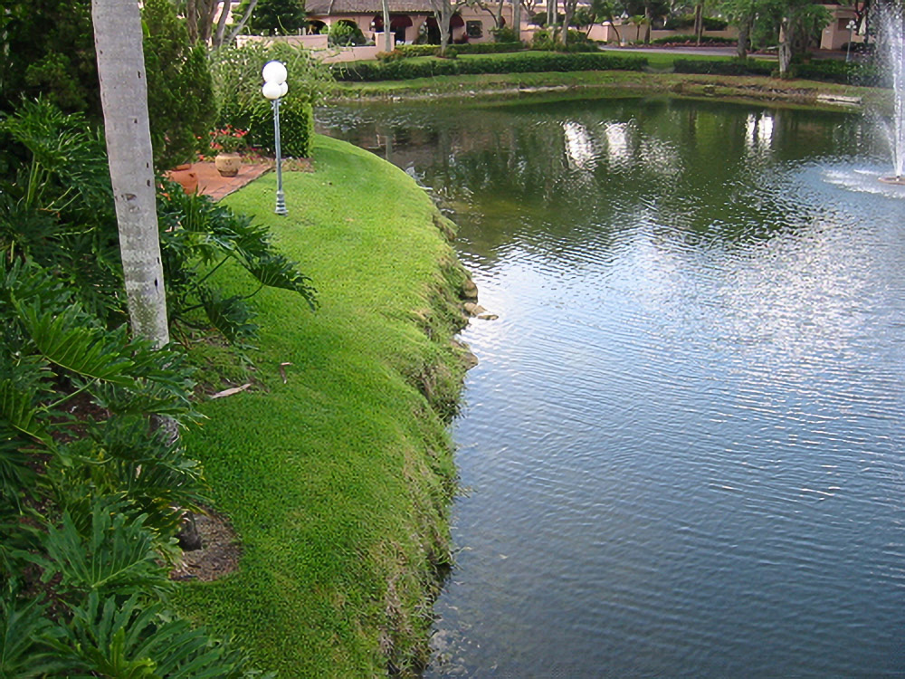 Pond bank with tropical foliage at Villa Destes before lake bank restoration