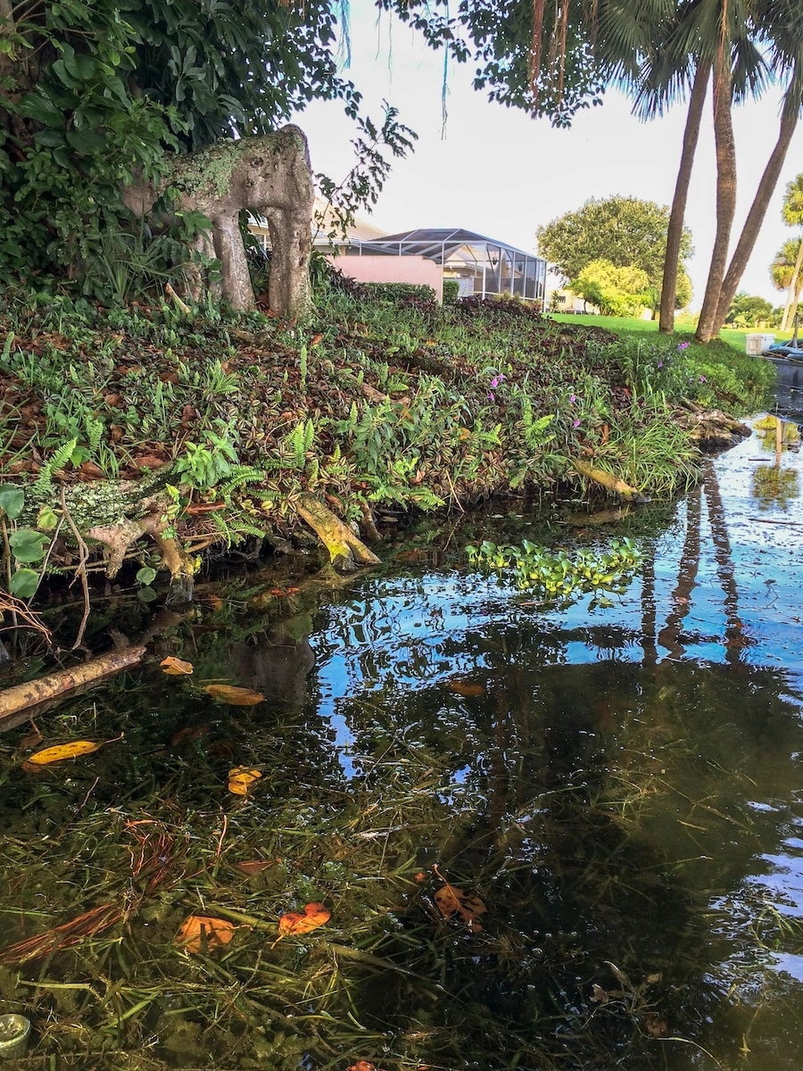 Eroded Florida lake bank with debris and exposed roots before Geo Tube stabilization